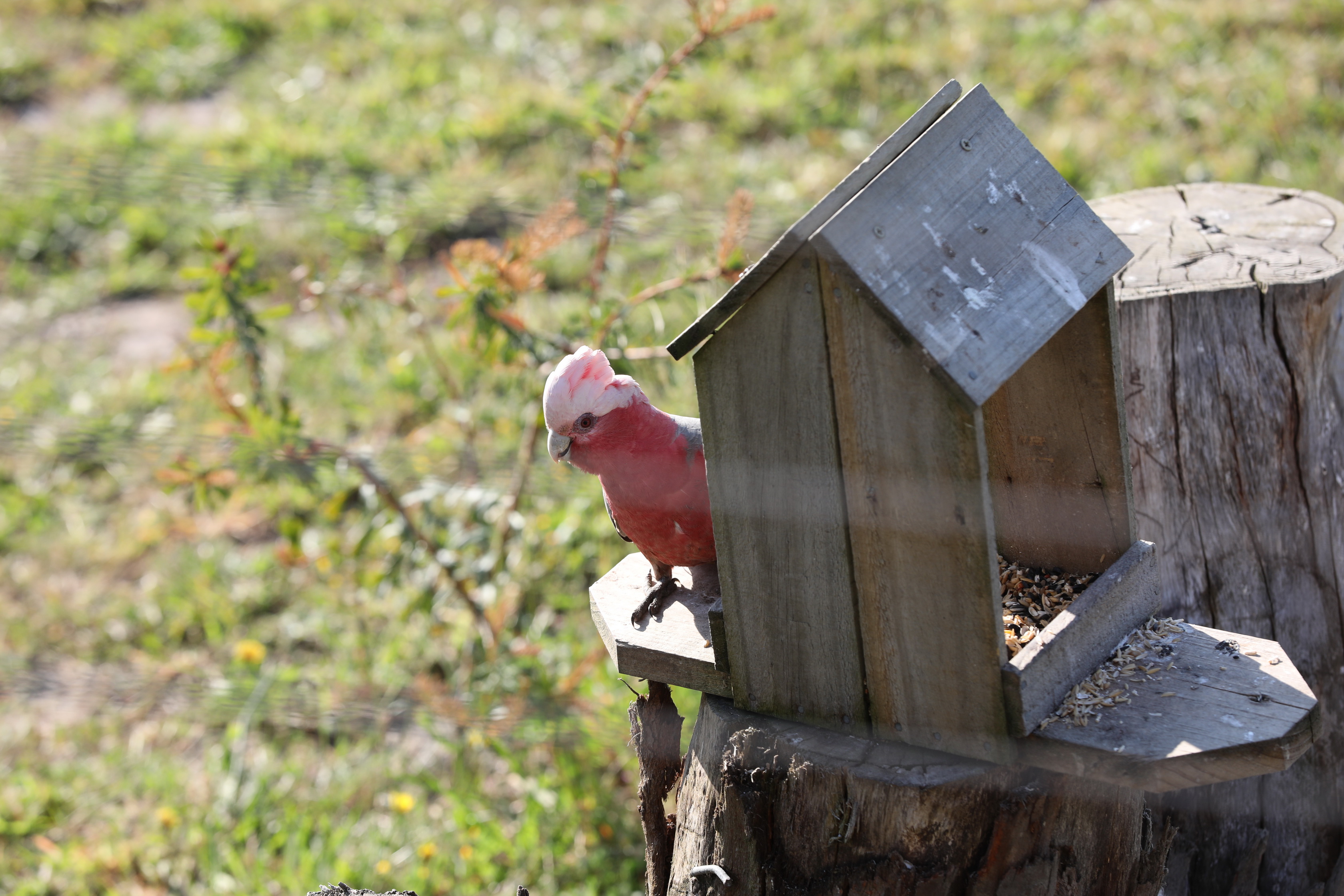 Besuch am Abend in der Unterkunft von ein paar Rosakakadus